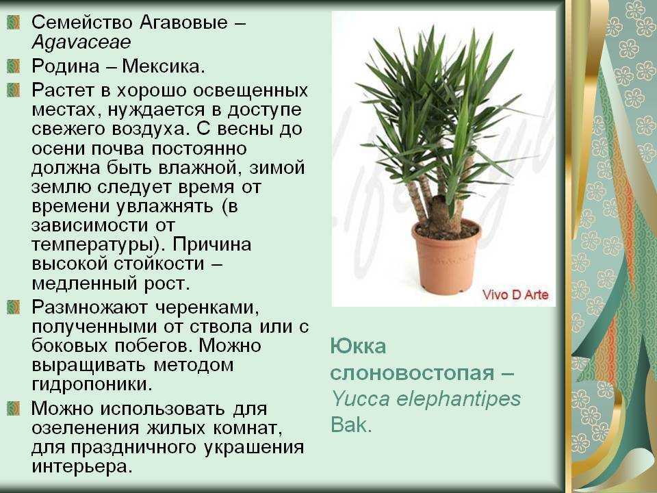 Комнатная ? драцена: уход в домашних условиях | полив, пересадка, размножения