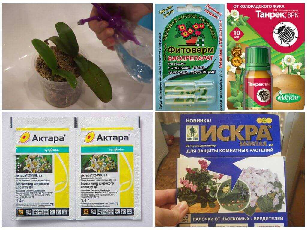 Паутинный клещ на комнатных растениях: как бороться с вредителем в домашних условиях, как избавиться от паутины, эффективные средства и препараты для борьбы