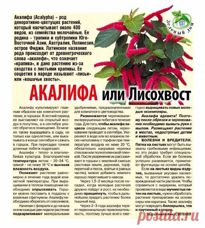 Лисохвост: правила ухода и выращивания в домашних условиях