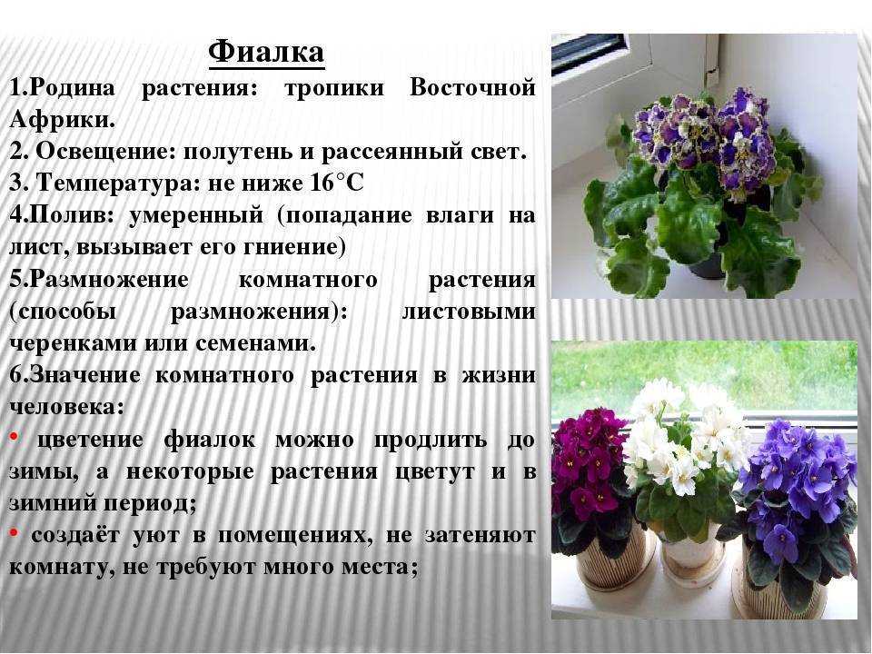 Почему не цветёт пеларгония?