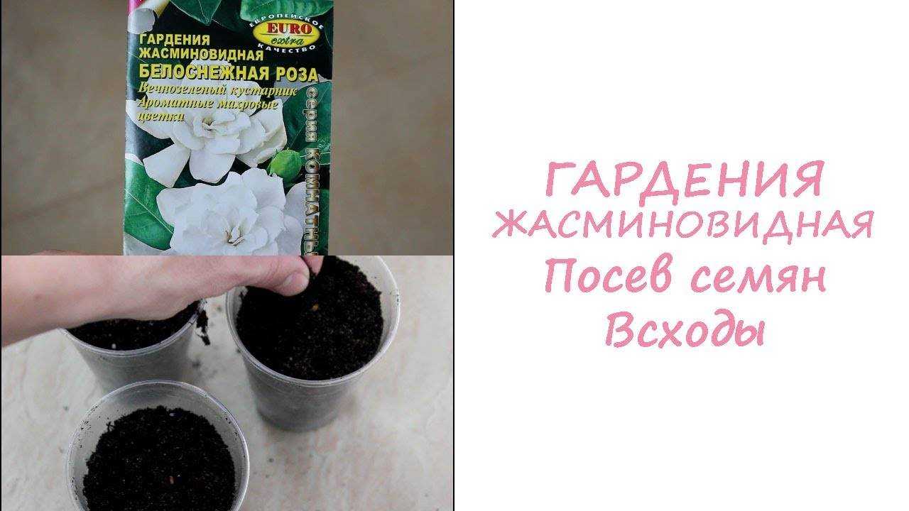 Гардения: уход в домашних условиях и фото для начинающих, а также что с ней делать после покупки, обрезка комнатного цветка, пересадка в новый горшок selo.guru — интернет портал о сельском хозяйстве