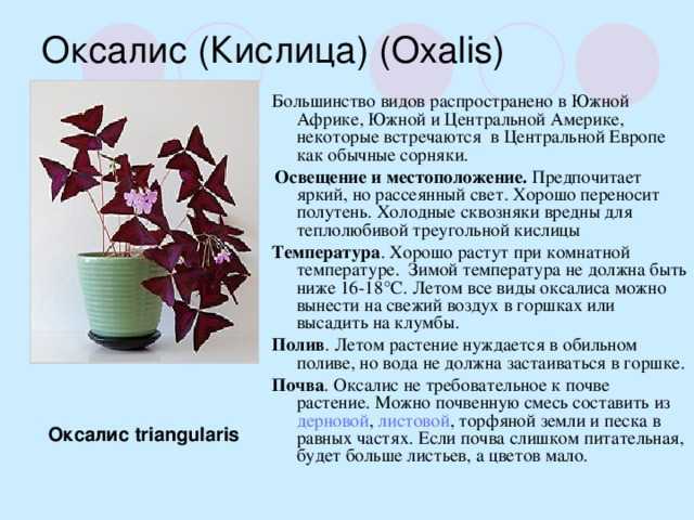 Кислица фиолетовая (оксалис): уход в домашних условиях, размножение, приметы - lifeflower