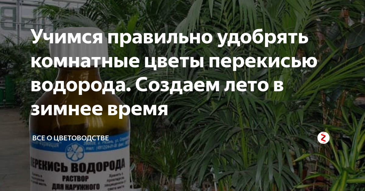 Секреты применения перекиси водорода для цветов комнатных: оптимальная концентрация раствора и использование неразбавленного препарата