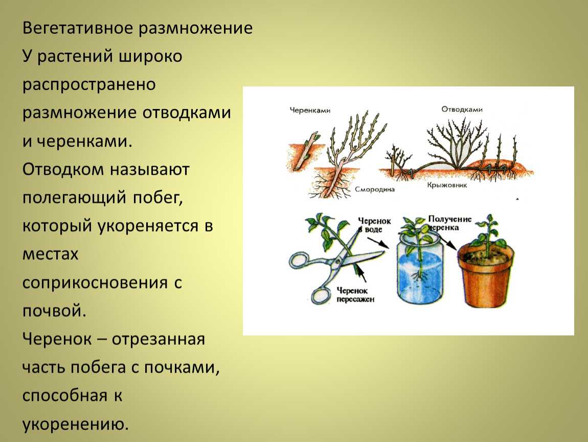Монтбреция: посадка и уход в открытом грунте, описание с фото, размножение, особенности выращивания и правила ухода