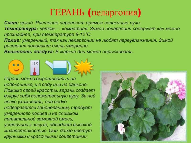 Почему не цветет герань в домашних условиях и что делать для устранения причин