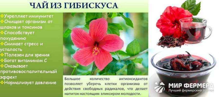 Китайская роза: уход в домашних условиях