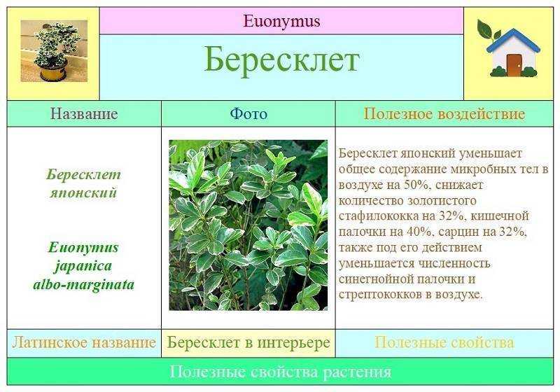 Бересклет: посадка и уход в открытом грунте, описание, виды и фото