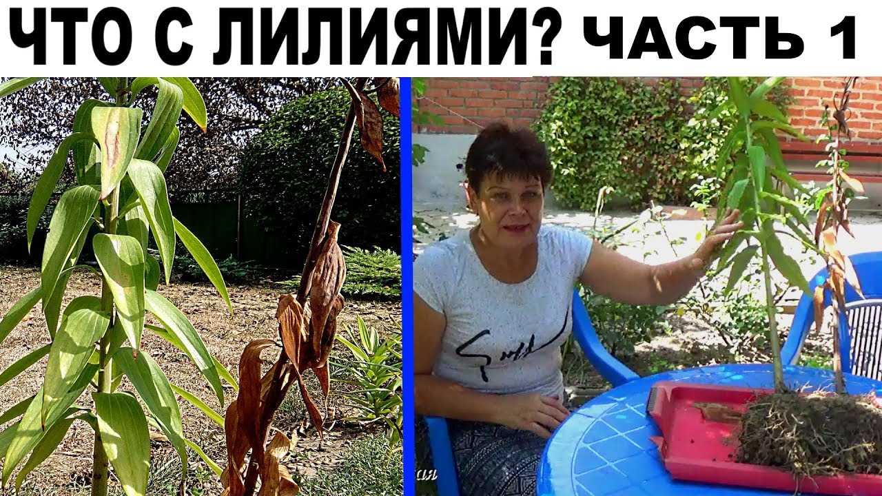 Эухарис желтеют листья — причина и что делать, почему у амазонской лилии отмирают и вянут листья
