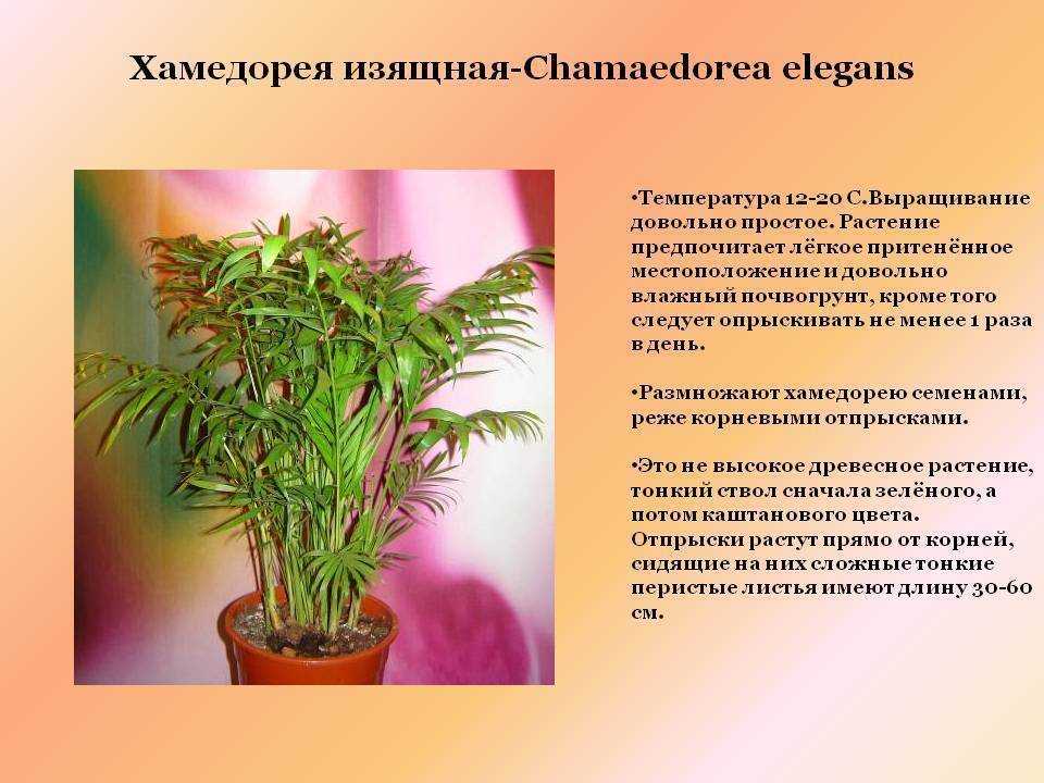 Хамедорея: уход в домашних условиях - виды пальмы: изящная, высокая,