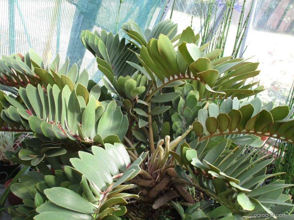 Замиокулькас замиелистный (zamioculcas zamiifolia): описание, фото суккулента, природные характеристики замифолии, предпочтения в содержании, особенности посадки и ухода в домашних условиях