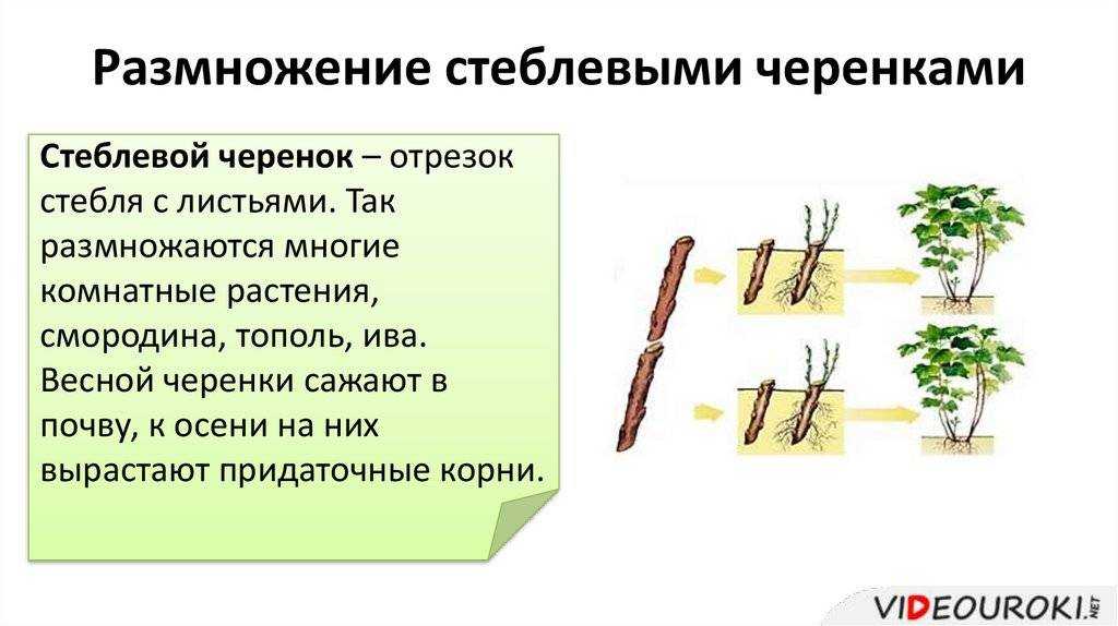 Как выращивать цветы крокосмию в открытом грунте в саду