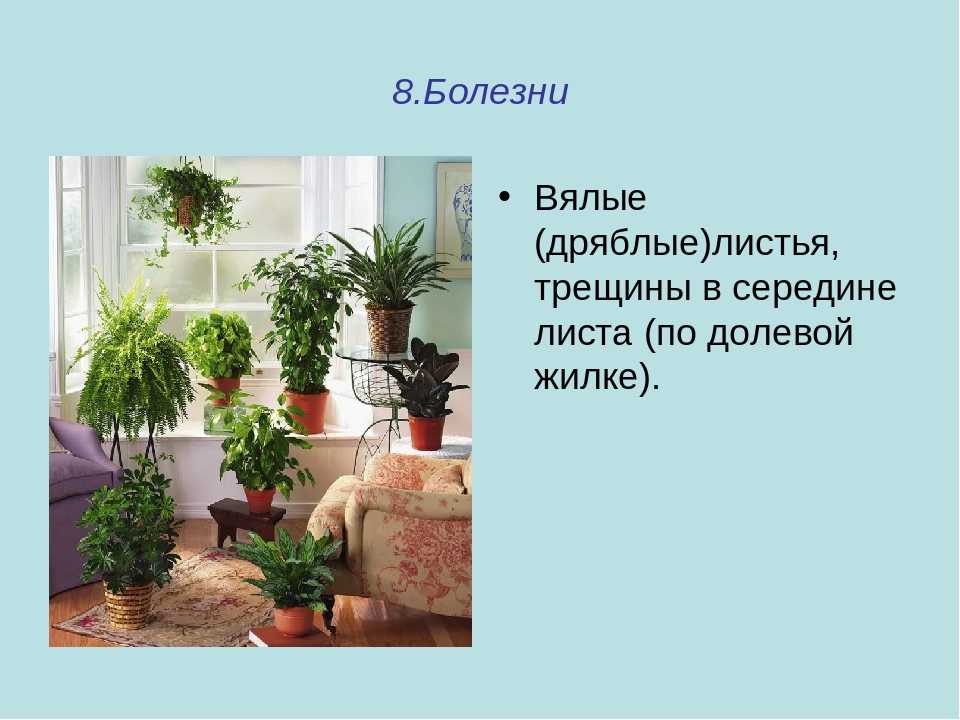 Идея интерьера для маленькой комнаты: растения в дизайне