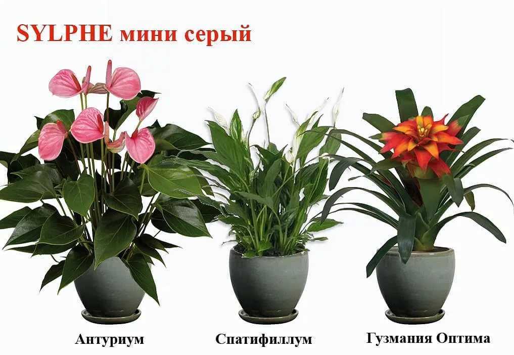 Спатифиллум: уход в домашних условиях, фото и видео