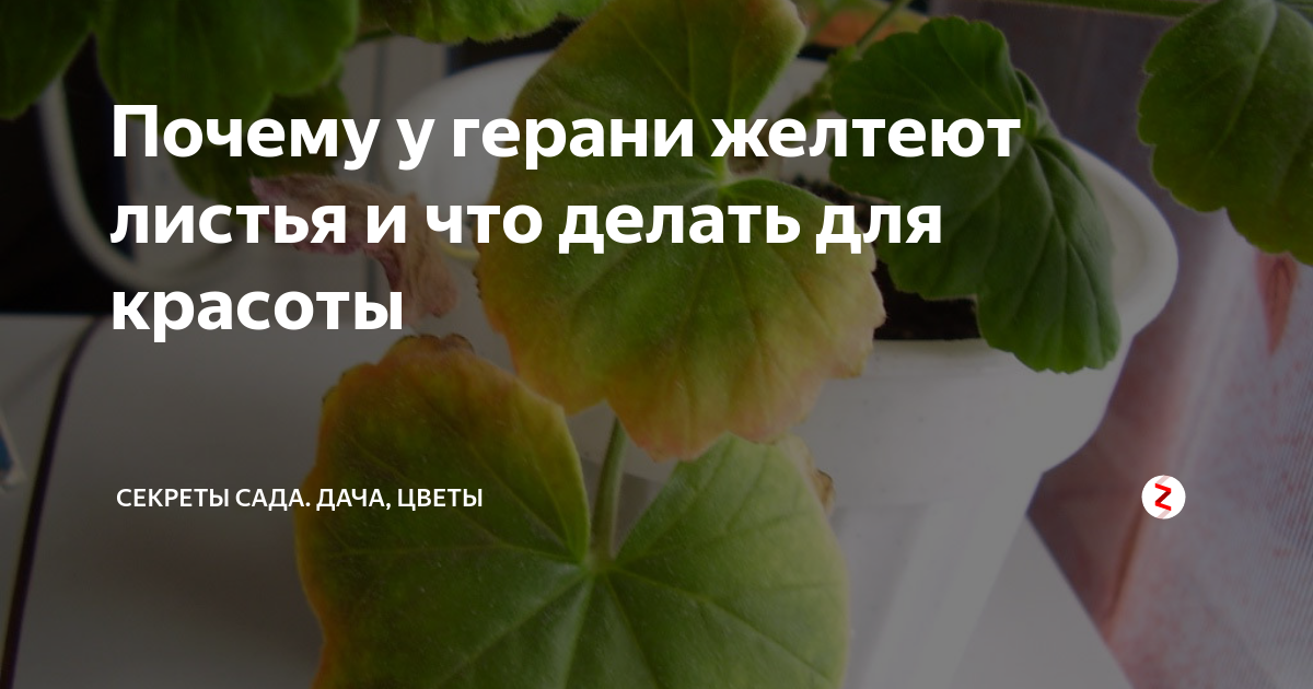 Пеларгония зональная – скручиваются и желтеют листья