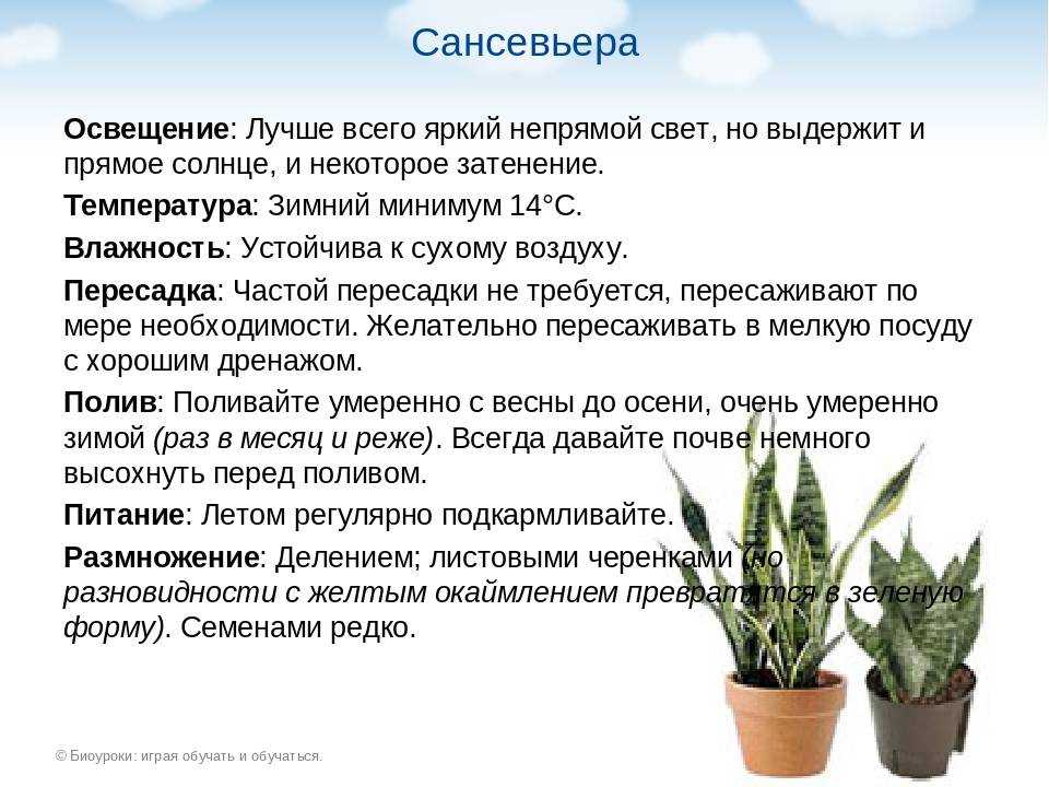 22 самых тенелюбивых комнатных растения (названия и фото)
