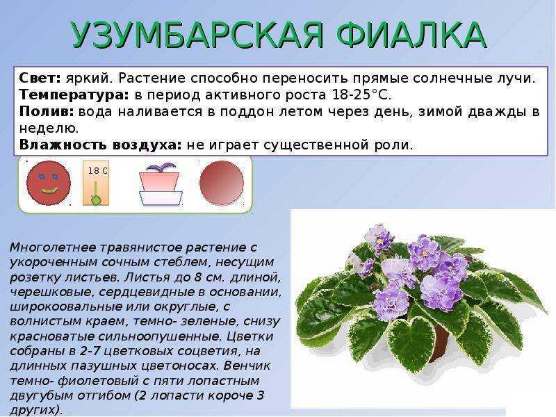 Забота о розе в горшке зимой. как ухаживать за растением в домашних условиях?