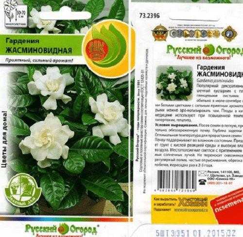 Гардения- уход и выращивание жасминовидной гардении в домашних условиях