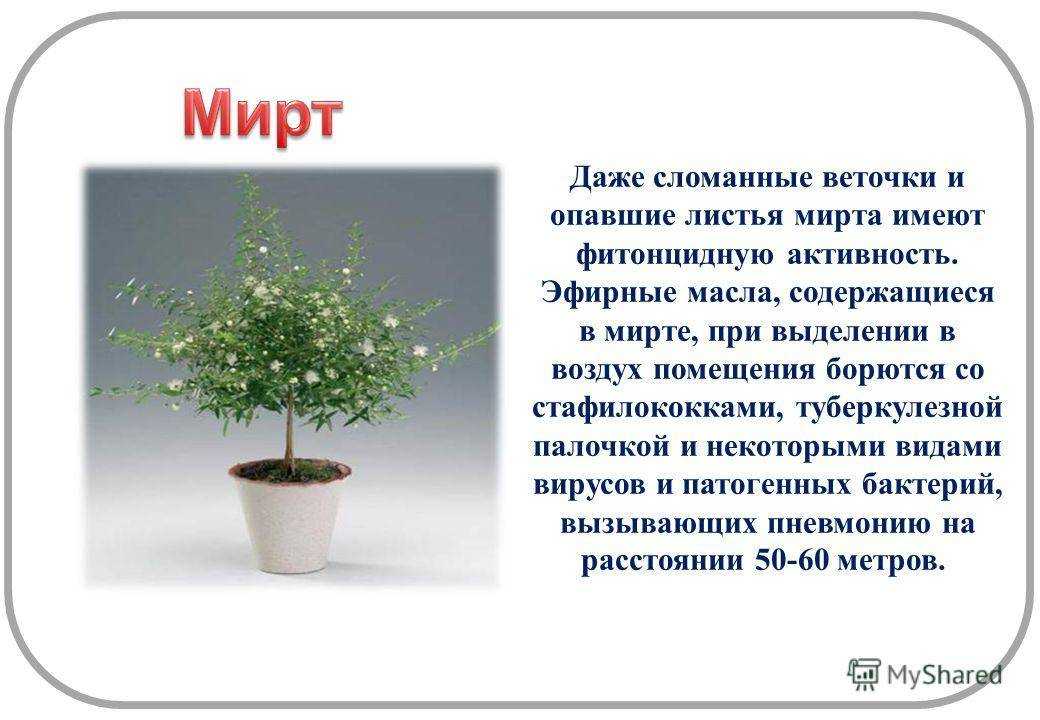 Мирт комнатный: описание с фото и уход в домашних условиях, что делать если сохнут листья