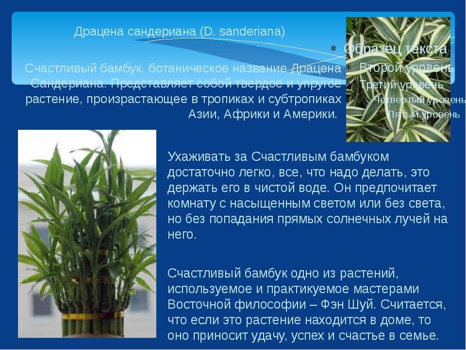 Драцена и ее особенности. Какая родина у этого комнатного растения Как оно выглядит   Уход за цветами в домашних условиях. Как размножается комнатная пальма Болезни и вредители драцены