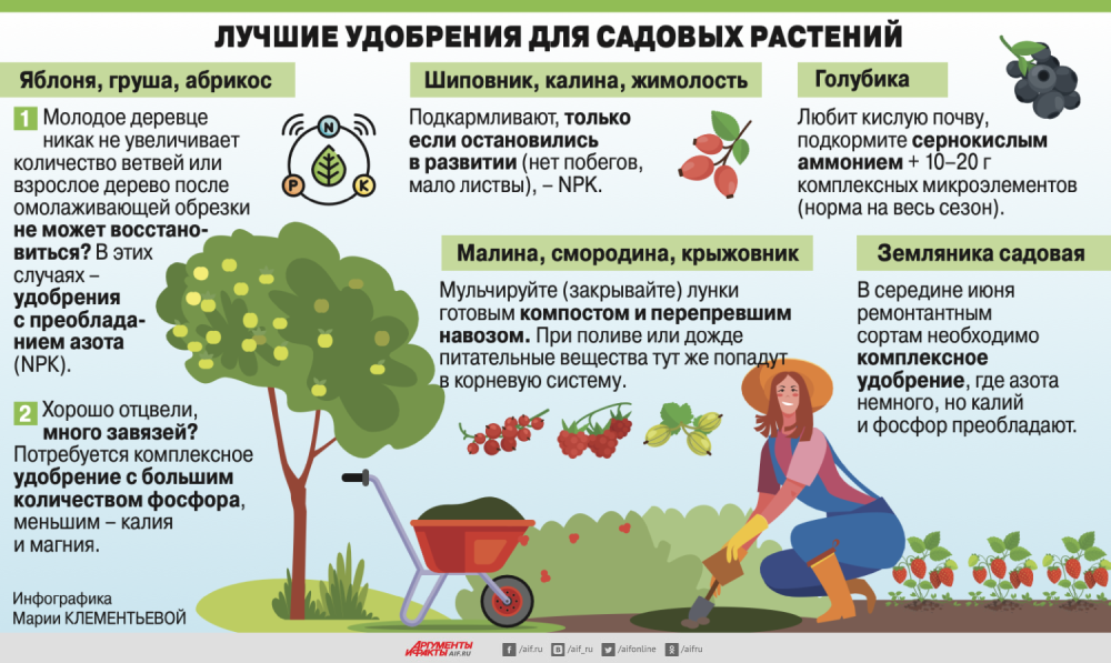 Что делать, если герань перестала цвести и только наращивает зеленую массу. рассказываю, как вернуть комнатную красоту