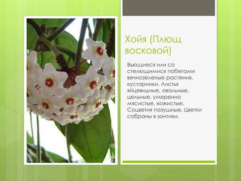 Хойя – популярная среди цветоводов комнатная лиана. Как производится  уход за этим комнатным цветком в домашних условиях Каково описание разных видов и сортов воскового плюща и лакунозы